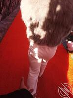 【原创】我要干我亲姐姐1