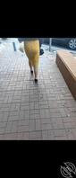 街拍熟女丝袜1