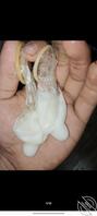 有没有偷听过父母做爱
