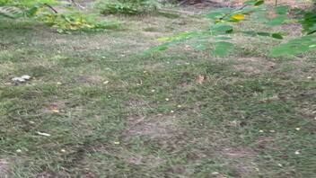 第一次露出的视频