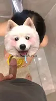 训犬大师 渡先生 Mr_degrees 和好兄弟检验最新的母狗完全体成品，跪地爬行吃鸡巴喝圣水，兄弟后入她的时候疯狂扇脸调教！指奸强制高潮连续潮喷 太顶了0