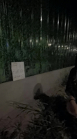 原创带老婆外拍